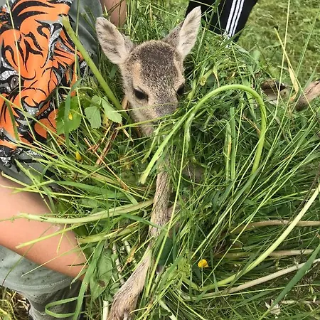 Wohlfuehlappartement Kreischberg By Erich Appartamento Sankt Georgen ob Murau
