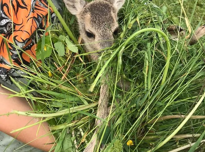 Wohlfühlappartement Kreischberg Apartamento Sankt Georgen ob Murau