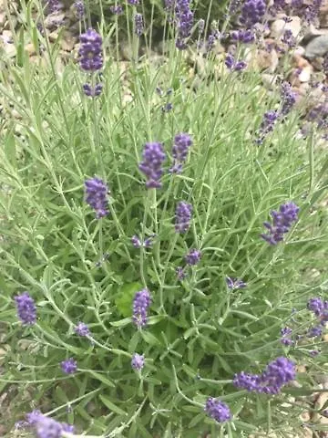 Wohlfühlappartement Kreischberg Apartamento *
