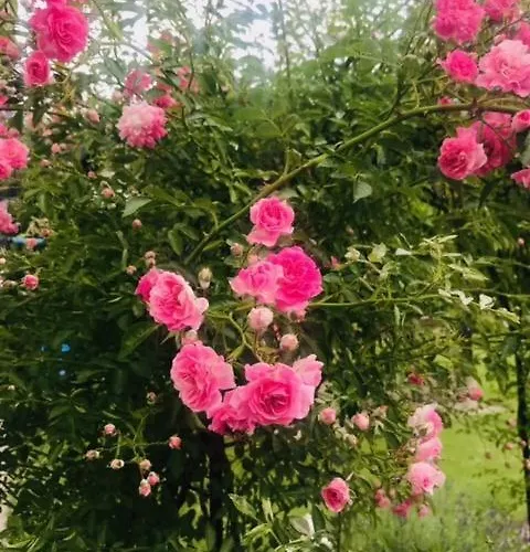 Wohlfuehl-Appartement Inklusive Muraugaestecard Apartman Sankt Georgen ob Murau